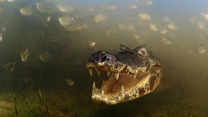 сив и кафяв крокодил, природа, животни, кожа, алигатори, крокодили, зъби, под вода, река, трева, риба, HD тапет