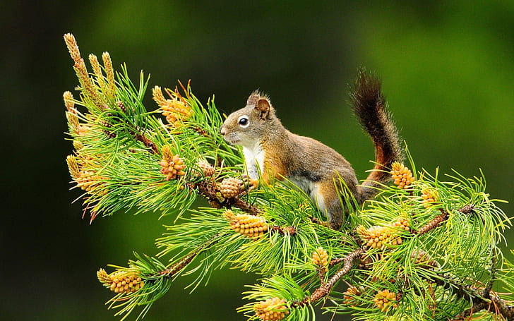nature animaux écureuils profondeur de champ pin 2560x1600 Nature Fields HD Art, nature, animaux, Fond d'écran HD
