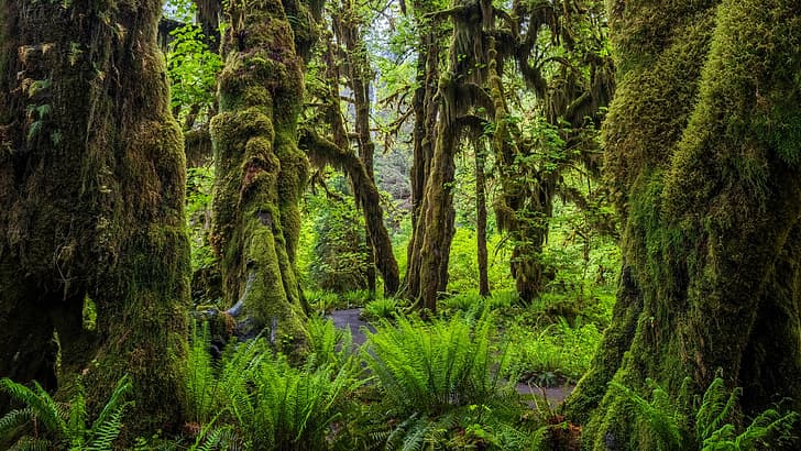 Olympic National Park, USA, Washington, nature, forest, trees, moss, HD wallpaper