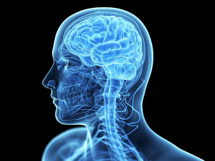 3-d, anatomia, mózg, cyfrowe, głowa, medyczne, psychodeliczne, czaszka, prześwietlenie, rentgen, Tapety HD