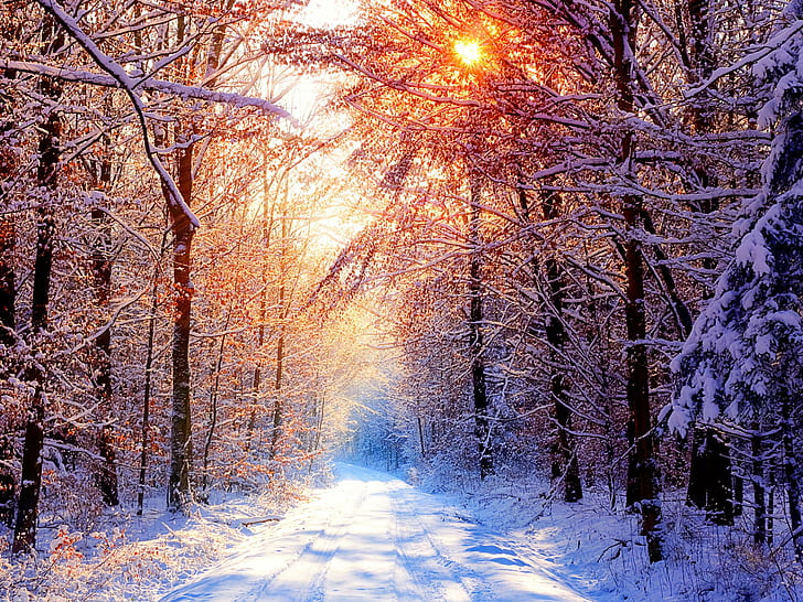 Коледа, лед, сняг, дърво, зимен фон, HD тапет