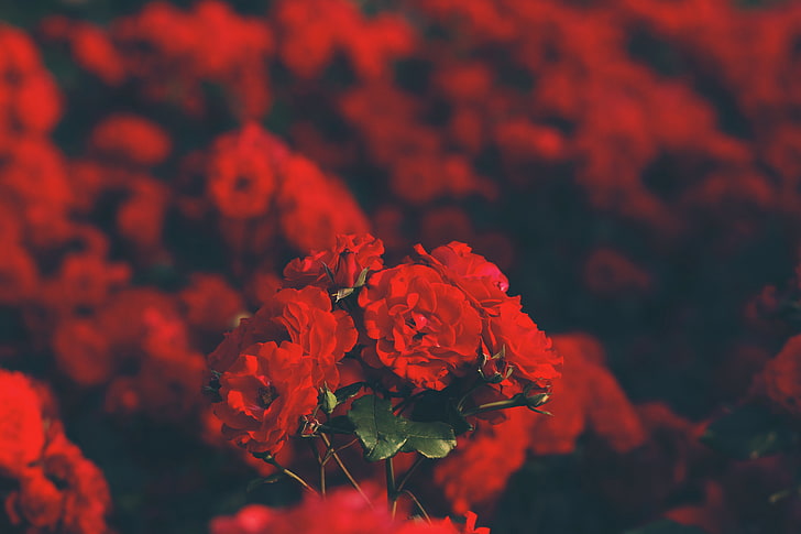 赤い花びらflwoer、赤、赤い花、バラ、 HDデスクトップの壁紙