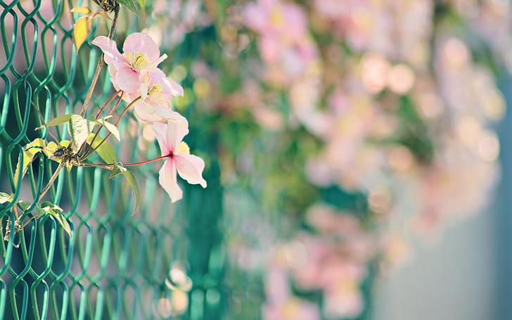 Flowers Fence Blur Macro HD, nature, macro, flowers, blur, fence, HD wallpaper