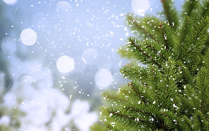 grön julgran, träd, gran, snö, HD tapet