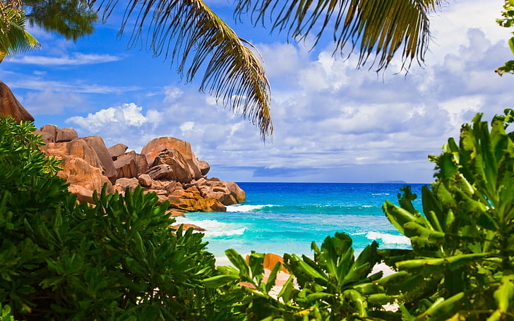 cocotier vert, plage, palmiers, Fond d'écran HD