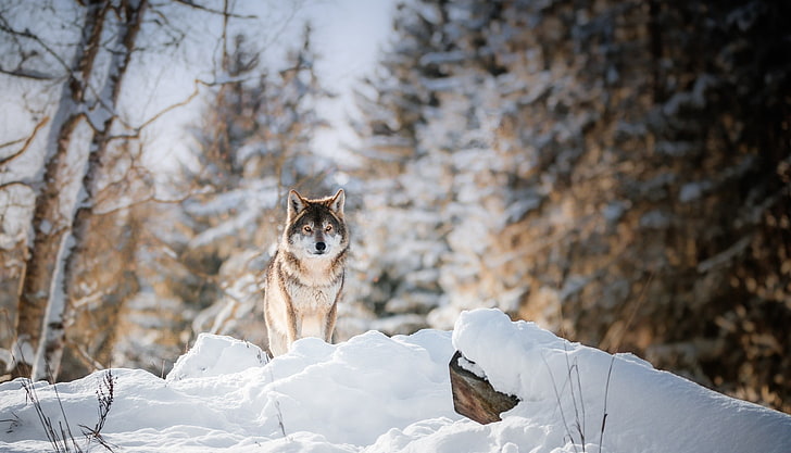 冬、雪、自然、オオカミ、動物、 HDデスクトップの壁紙