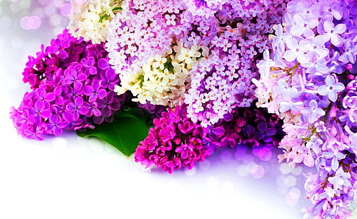 flores lilas blancas, moradas y rosadas, lilas, bandas laterales, primavera, reflejos, Fondo de pantalla HD HD wallpaper