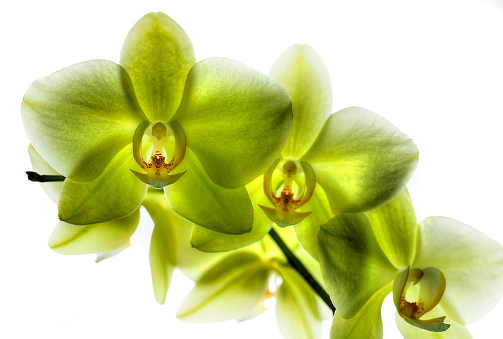 petals, Phalaenopsis, lemon Orchid, HD wallpaper