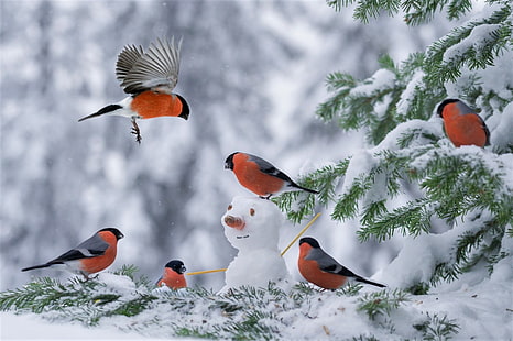 鳥、ウソ、動物、鳥、雪、雪だるま、ツリー、冬、 HDデスクトップの壁紙 HD wallpaper