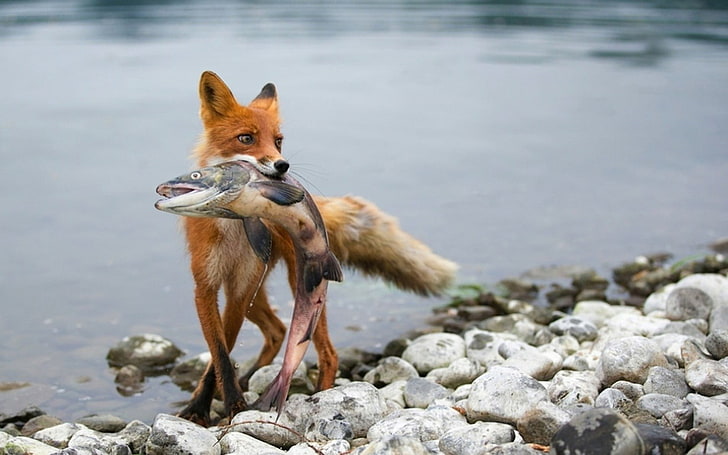 червена лисица и сива риба, ловец, риба, животни, лисица, HD тапет