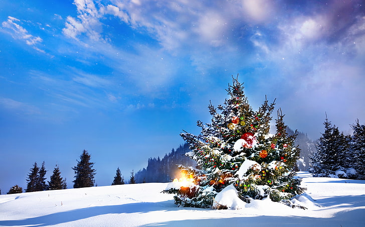 أشجار عيد الميلاد مزينة بالخارج ، شجرة الصنوبر ، الأعياد ، عيد الميلاد ، جميلة ، الثلج ، عطلة ، احتفال ، عيد ميلاد سعيد ، شجرة عيد الميلاد ، زينة ، 2014، خلفية HD