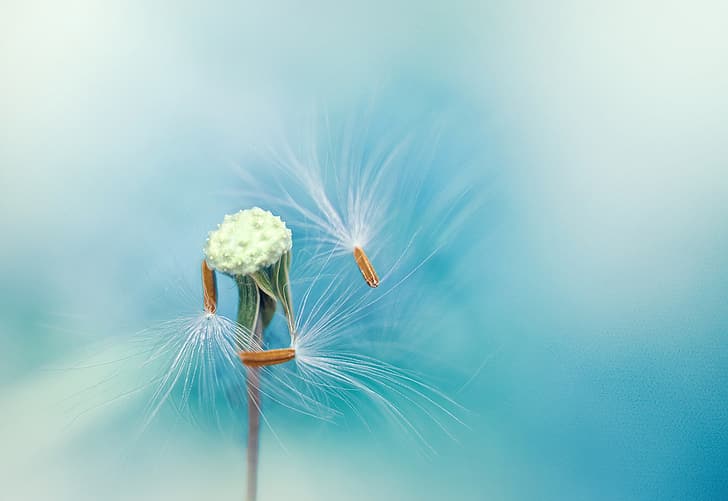dandelion, feathers, seeds, stem, blue background, HD wallpaper