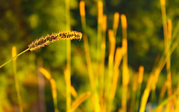 Natur, Sonnenlicht, Ährchen, Gras, Schärfentiefe, Makro, Pflanzen, HD-Hintergrundbild