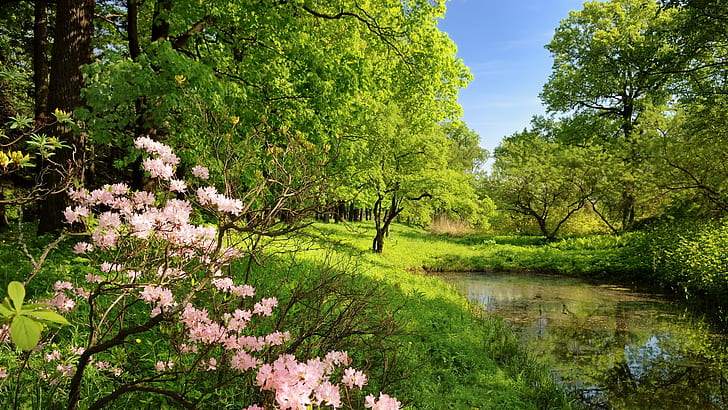 Trees Flowers Pond HD, nature, trees, flowers, pond, HD wallpaper