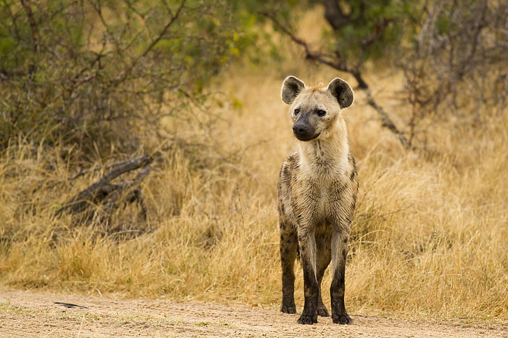 hyena, rovdjur, HD tapet