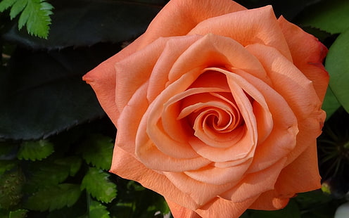 оранжево розово цвете, цветя, роза, рози, оранжеви цветя, венчелистчета, HD тапет HD wallpaper