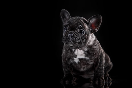 french bulldog, puppy, dog, HD wallpaper HD wallpaper