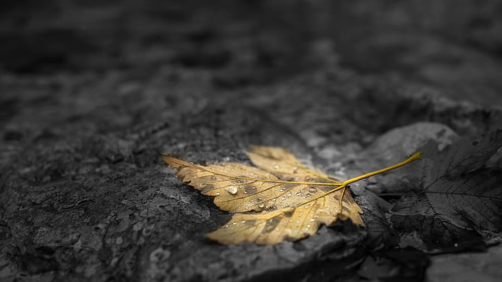 nature, fall, leaves, maple leaves, water drops, depth of field, stone, stones, selective coloring, dew, HD wallpaper