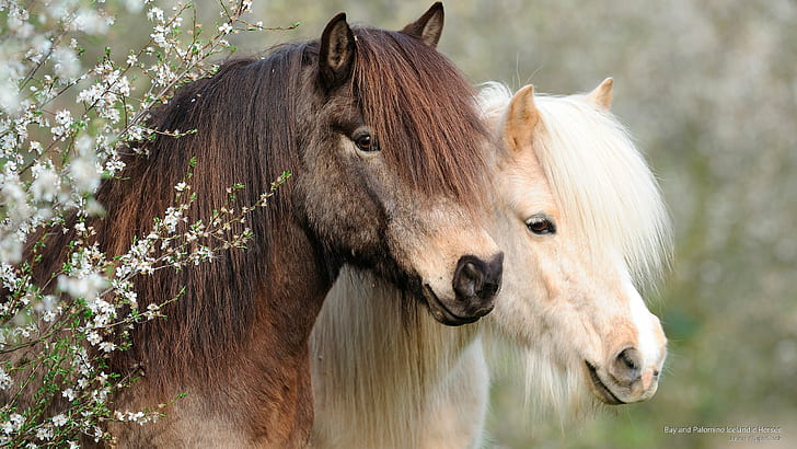 Cavalos islandeses em Baía e Palomino, Animais, HD papel de parede