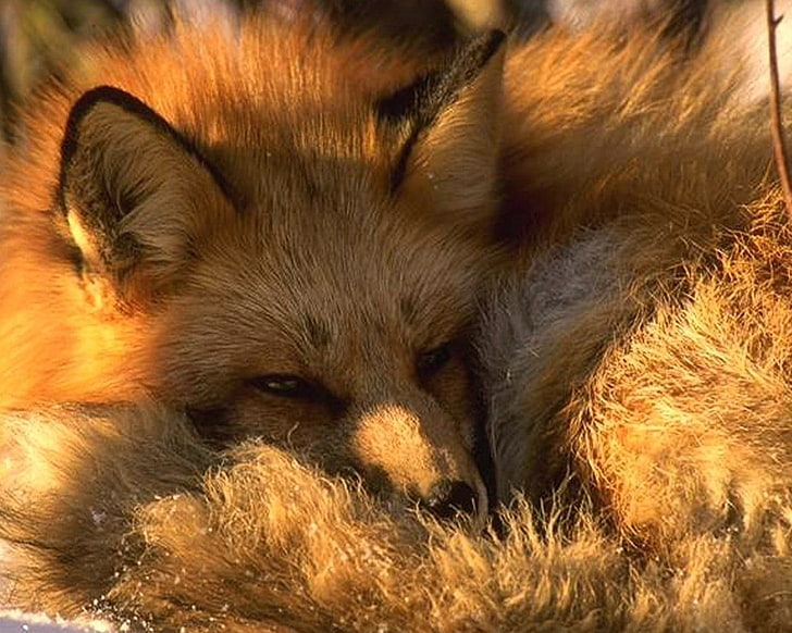 brown fox, animals, nature, fox, HD wallpaper