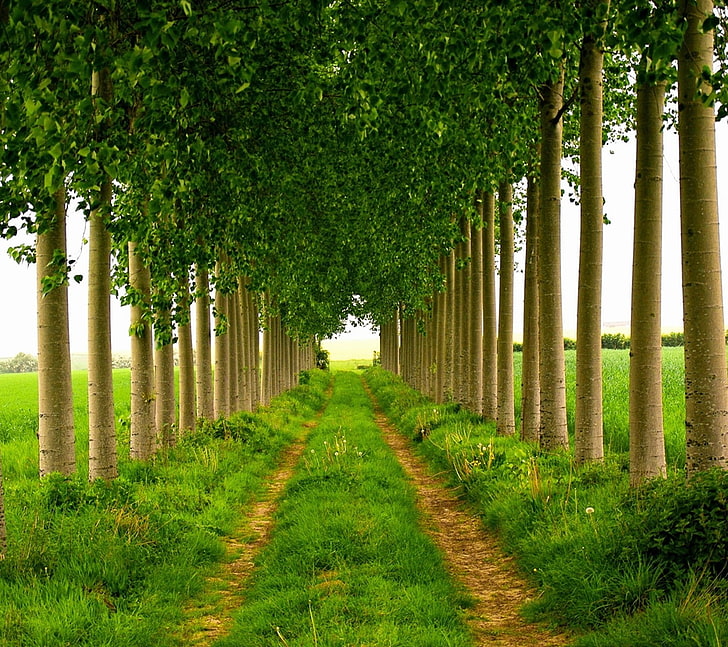 trees, path, HD wallpaper