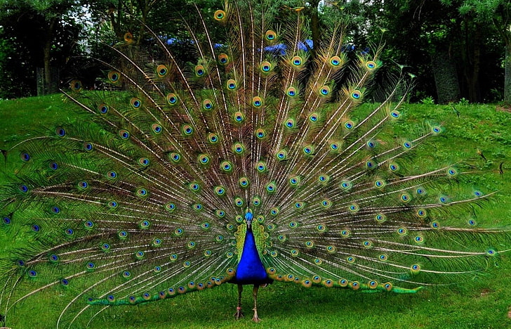 Birds, Peacock, HD wallpaper | Wallpaperbetter