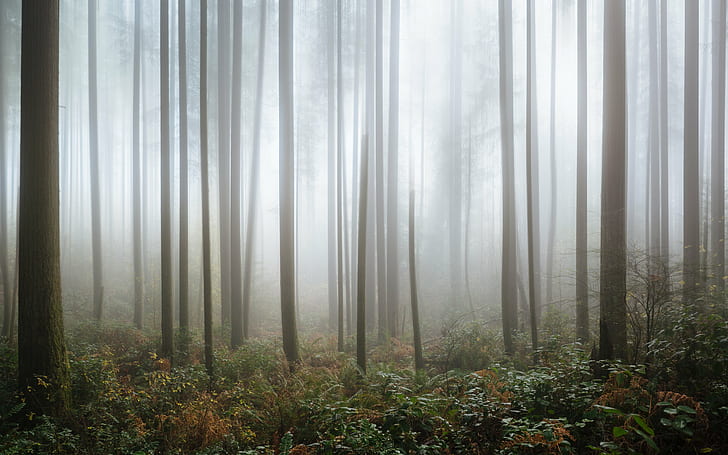 las pokryty mgłami, wszystko jest, teatr, las, zadaszony, mgła, przyroda, drzewa, Issaquah, Pacific Northwest, Canon EOS 5D Mark III, Canon EF, 70mm, f / 2, USM, john, westrock, waszyngton, drzewo, mgła, liść, las, na zewnątrz, poranek, krajobraz, roślina, Tapety HD