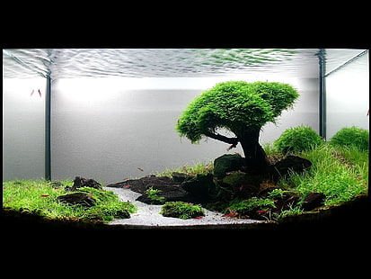 clear glass pet terrarium, Man Made, Fish Tank, HD wallpaper HD wallpaper