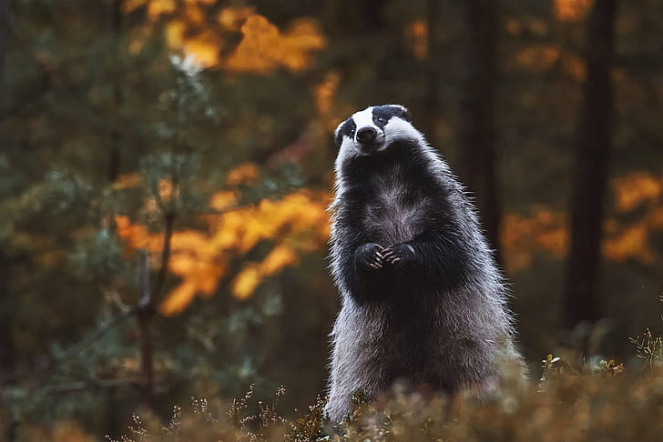 autumn, forest, look, pose, background, stand, badger, HD wallpaper
