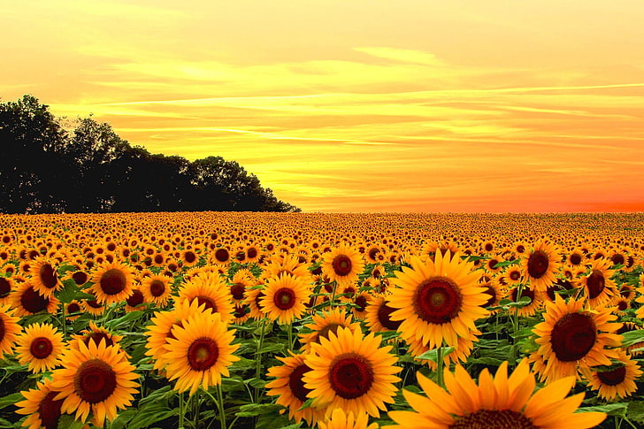 Fleurs, tournesol, terre, champ, ciel, coucher de soleil, fleur jaune, Fond d'écran HD