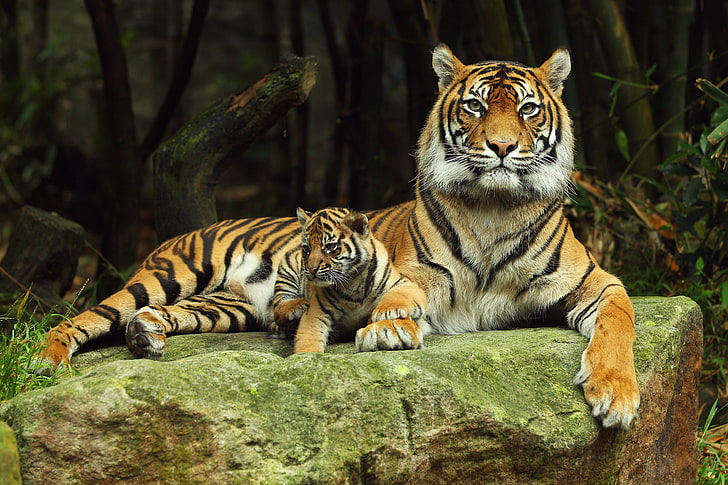 二つの虎の写真、虎、虎の子、横たわっている、カップル、思いやり、 HDデスクトップの壁紙