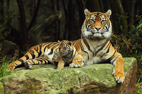 Foto mit zwei Tigern, Tiger, Tigerjunges, hinlegend, Paar, sorgend sich, HD-Hintergrundbild HD wallpaper