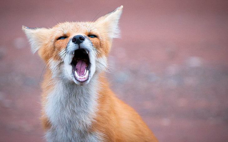 orange and white fox animal, fox, open mouth, teeth, predator, HD wallpaper