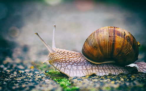 Snail Macro HD, nature, macro, snail, HD wallpaper HD wallpaper