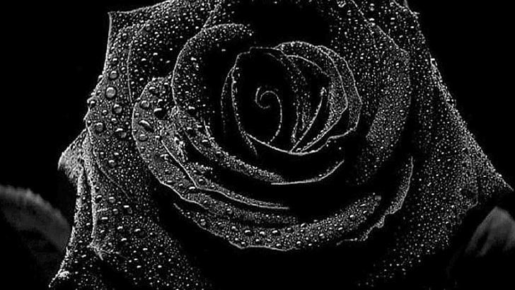 rosa negra, rosa, flor, preto e branco, arte, gotas, gotas de água, HD papel de parede