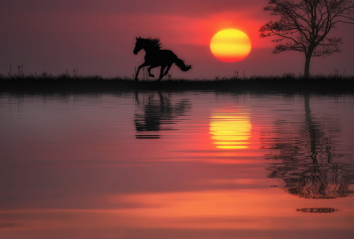 eau, soleil, coucher de soleil, réflexion, arbre, cheval, Fond d'écran HD
