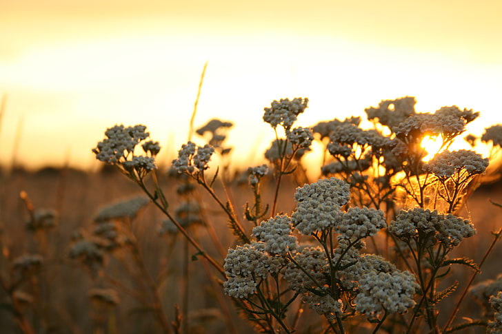 vita kronbladiga blommor, Polen, solnedgång, gul, brun, orange, natur, blommor, vita blommor, växter, solljus, HD tapet
