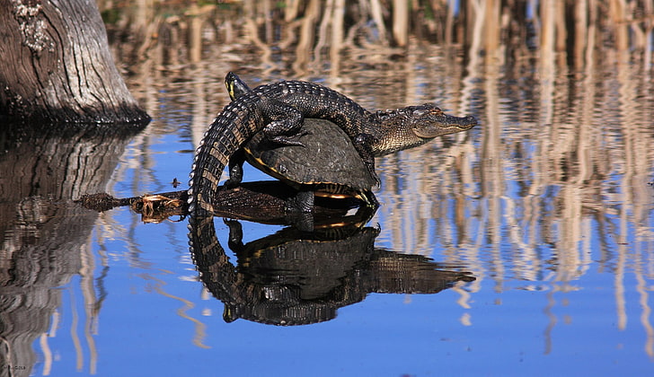 black alligator, animals, pond, crocodiles, turtle, HD wallpaper