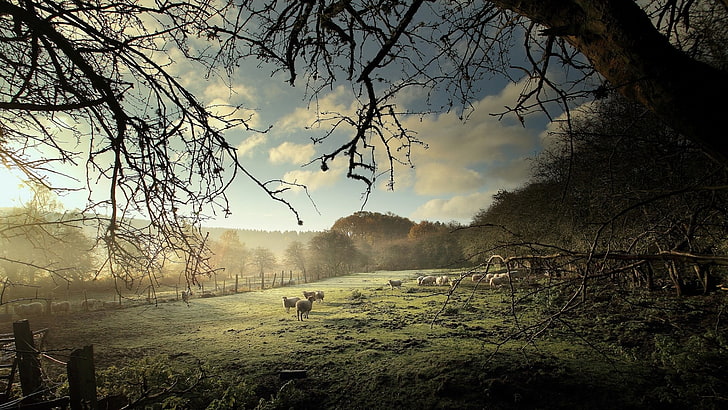 fotografia krajobrazowa zwierząt na zielonej trawie, natura, zwierzęta, krajobraz, drzewa, owca, pole, trawa, las, mgła, chmury, płot, gałąź, Tapety HD