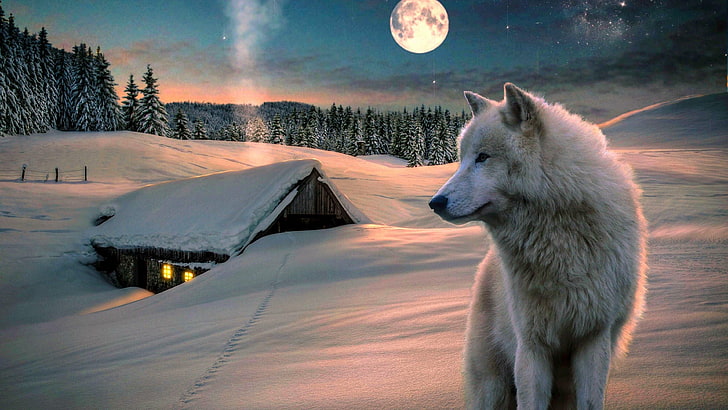 winter, snow, wolf, moon, sky, nature, landscape, full moon, house, night sky, night, fantasy art, freezing, wildlife, HD wallpaper