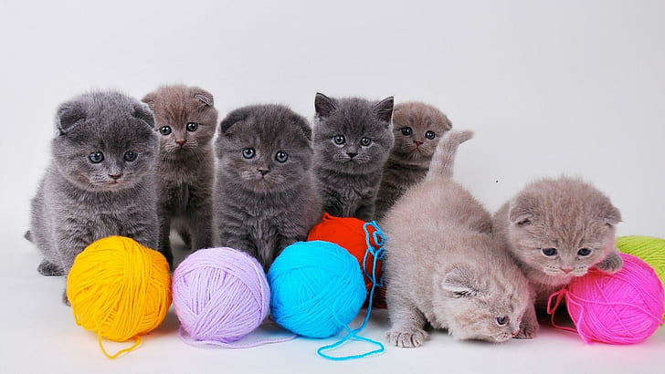 Anak Kucing Cantik, 7 anak kucing kucing abu-abu, kucing, manis, imut, cantik, menggemaskan, anak kucing, binatang, Wallpaper HD