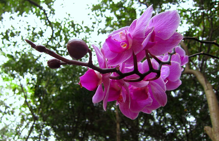 Phalaenopsis, berg, skog, phalaenopsis, söt, rosa, 3d och abstrakt, HD tapet