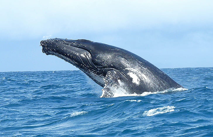 син кит, Мадагаскар, Мадагаскар, Baleine, Bosse, Sainte Marie, Мадагаскар, син кит, пътуване, Segui, Martinez, Fauchier, гърбати китове, гърбав кит, кит, море, животно, дива природа, бозайник, природа, син, HD тапет