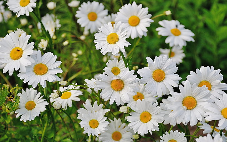 Daisies Bloom Blossom Flowers With White Petals And Yellow Central Disc Ultra Hd Wallpapers For Desktop Mobile Phones And Laptop 3840×2400, HD wallpaper