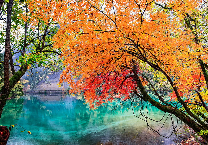 turuncu ve kırmızı yapraklı ağaçlar, sonbahar, yapraklar, ağaçlar, göl, Çin, Jiuzhai vadisi Milli Parkı, Sişuan, HD masaüstü duvar kağıdı