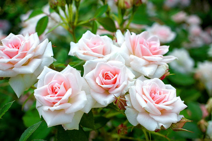 Rose Bush, white-and-pink flowers, lovely, delicate, roses, soft, harmony, nature, nice, leaves, beautiful, greenery, green, flowers, HD wallpaper