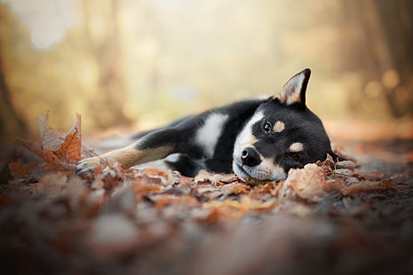 الكلاب ، شبعا اينو ، حيوان الطفل ، عمق الحقل ، الكلب ، الخريف ، الجرو، خلفية HD HD wallpaper