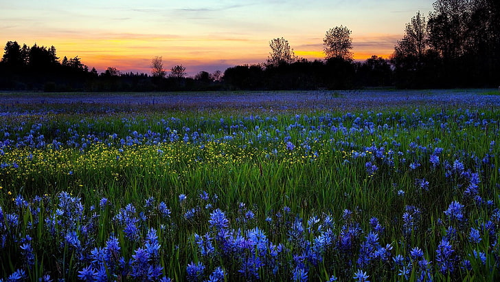 paysage, fleuri, champ de fleurs, printemps, Fond d'écran HD
