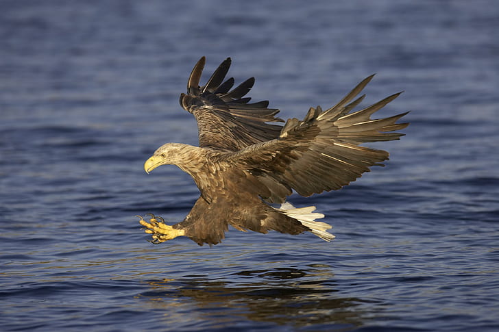 Birds, White-Tailed Eagle, HD wallpaper