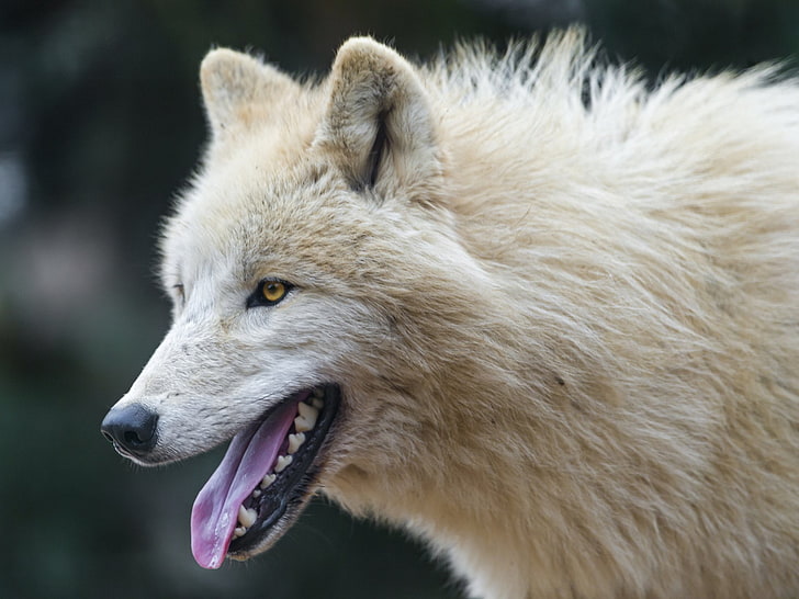 Animal, Arctic Wolf, HD wallpaper